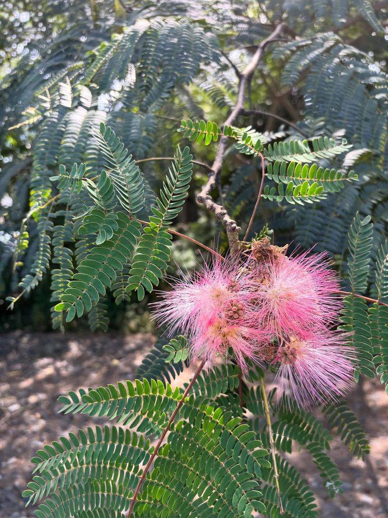 Mimosa Tree