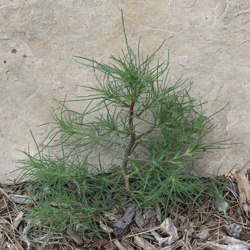Russian Thistle (Tumbleweed)