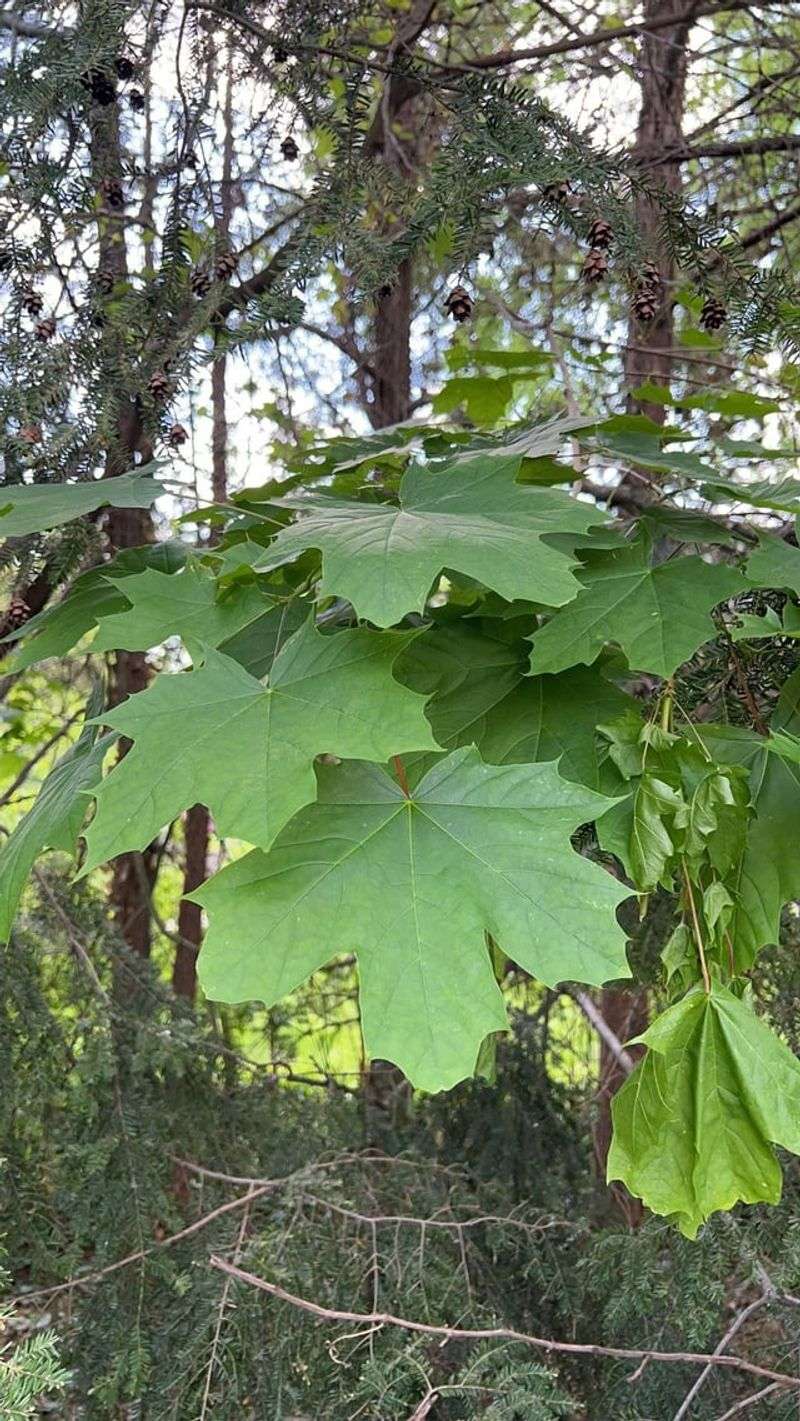 Norway Maple