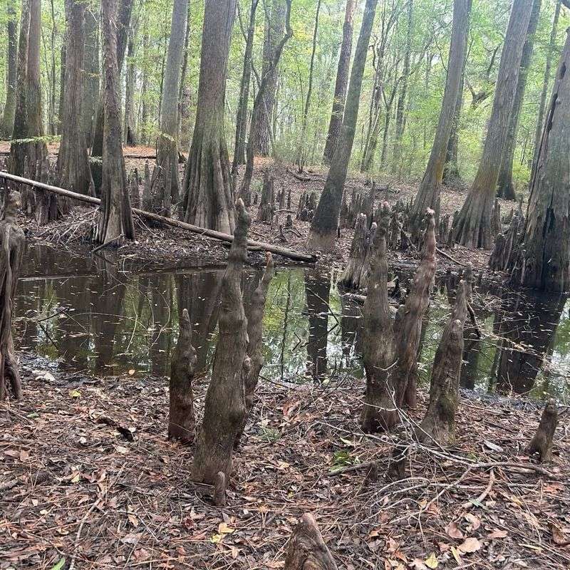 Trees In Critical Resource Protection Areas