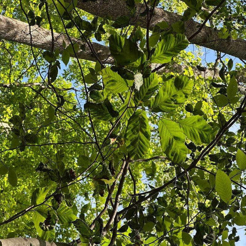 American Beech In Certain Counties