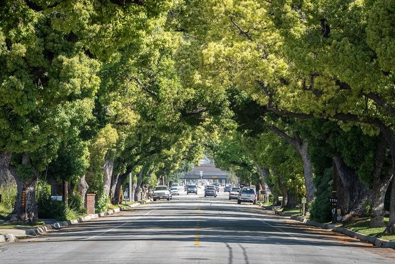 Street Trees On Public Right-of-Way