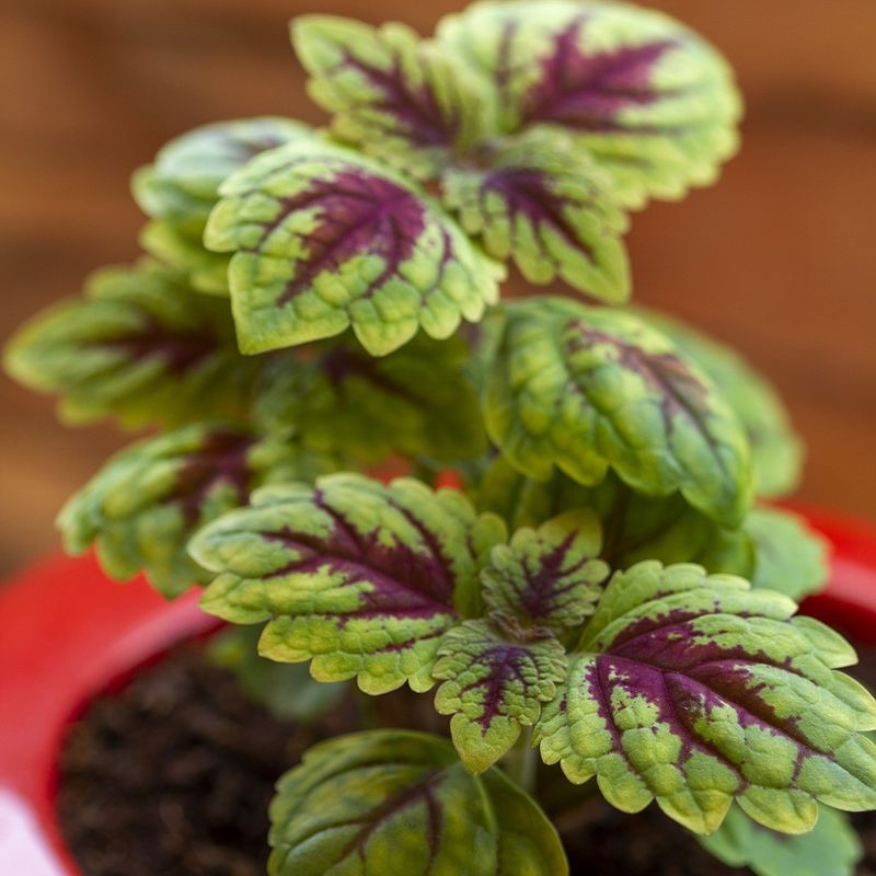 Select Healthy Stem Cuttings From Your Favorite Plants