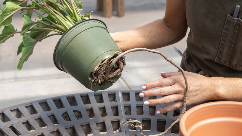 Repot Only When Necessary