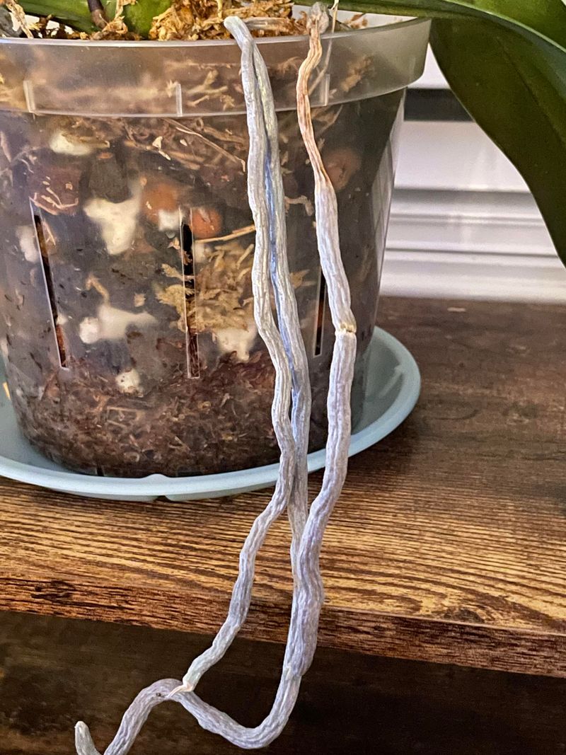 Prune Aerial Roots Only When Necessary