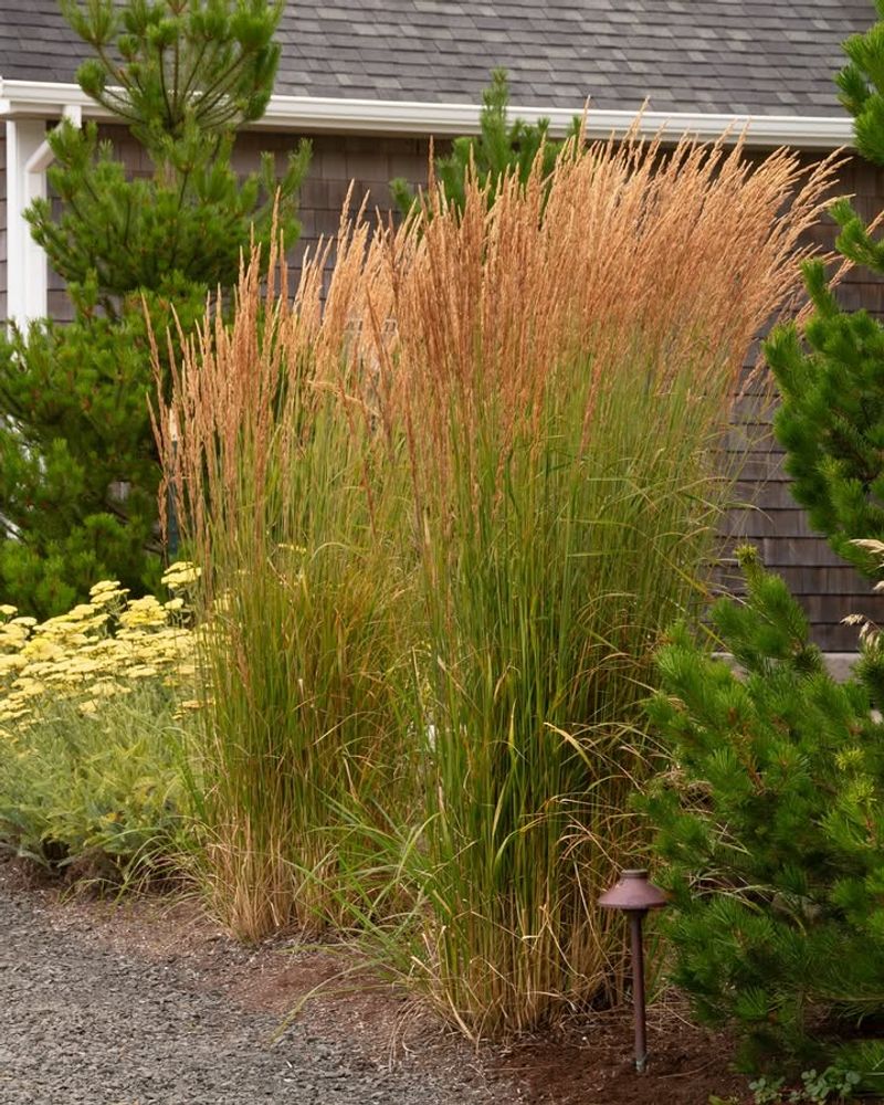 Shearing Ornamental Grasses In Autumn