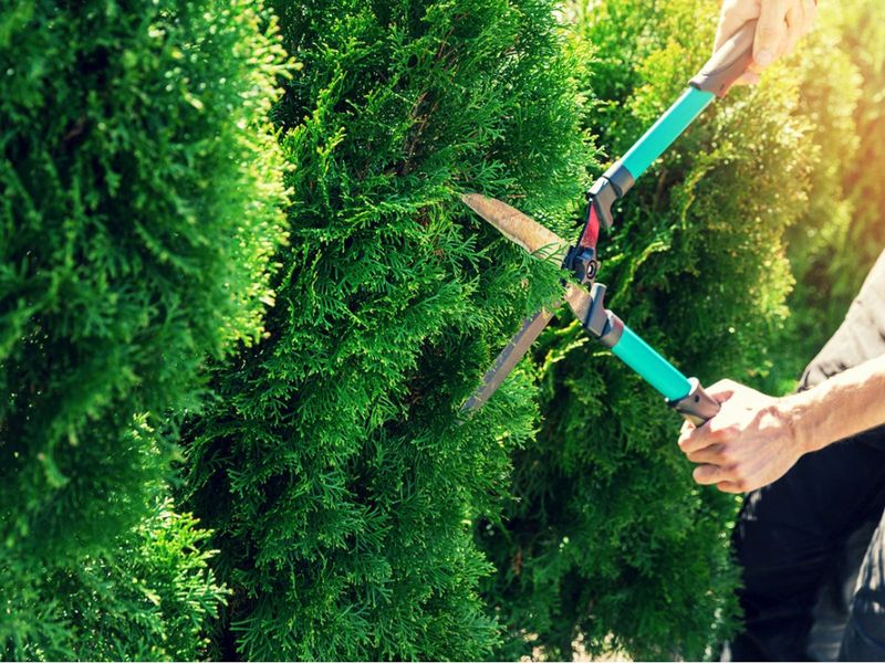 Over-Pruning Evergreens Before Winter