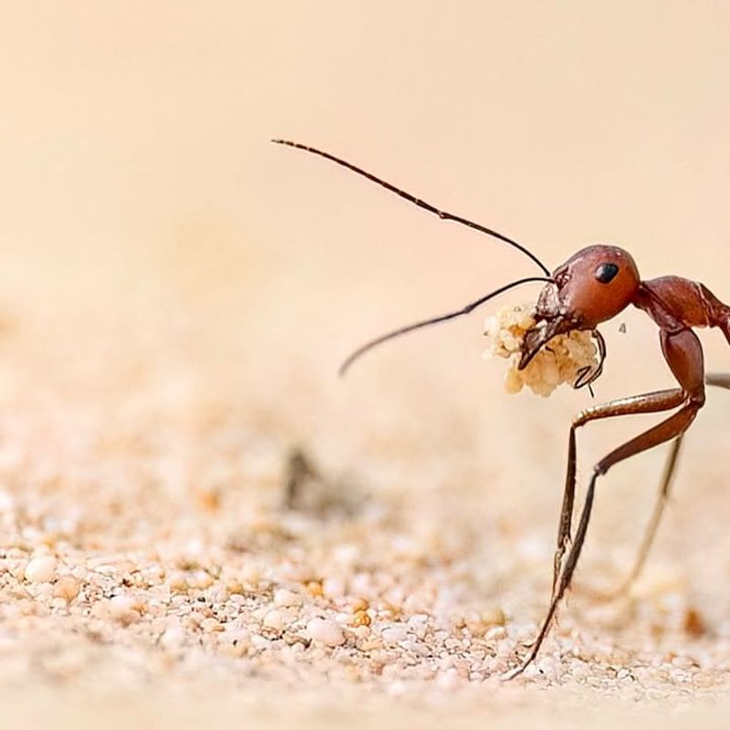 Desert Fire Ant
