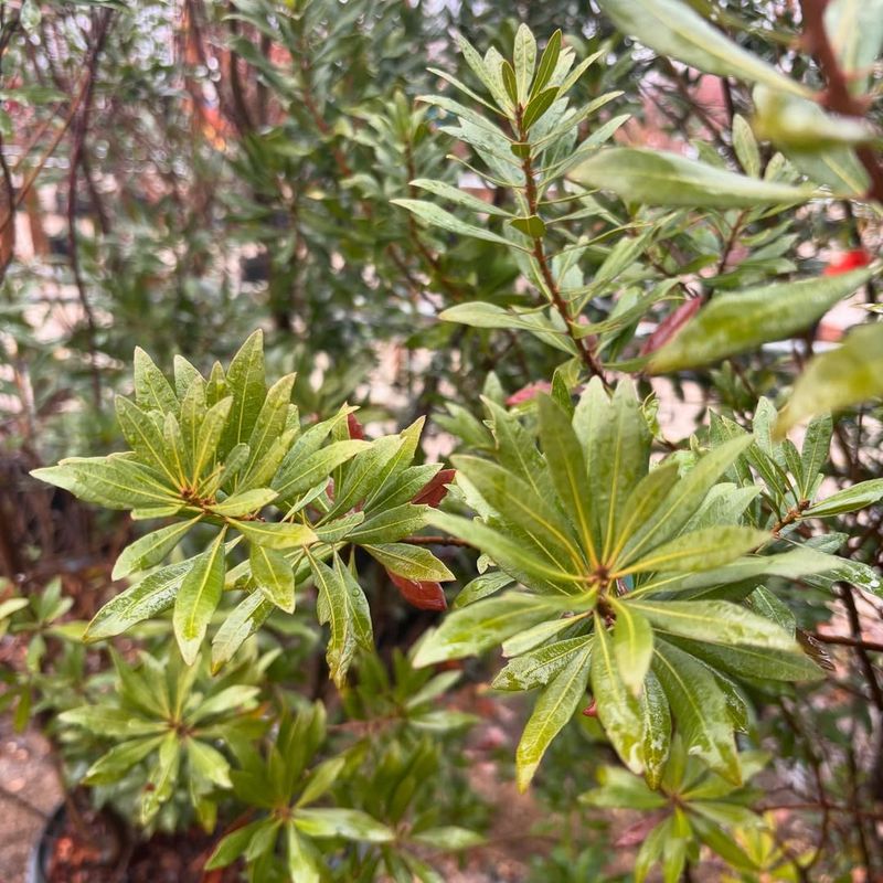 Wax Myrtle (Myrica cerifera)