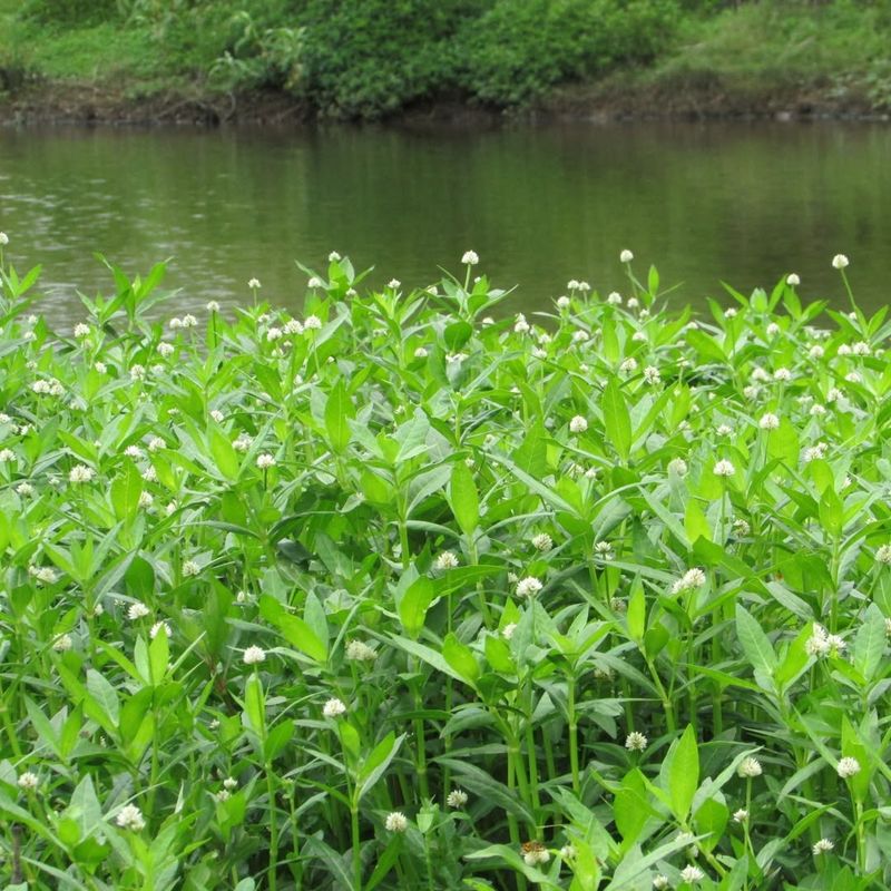 Alligator Weed