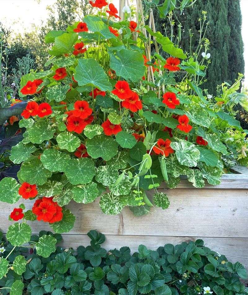 Sweet Pea And Nasturtium