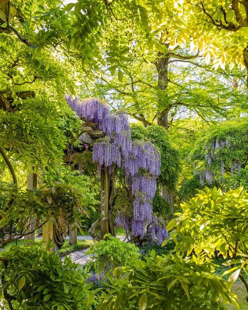 Wisteria