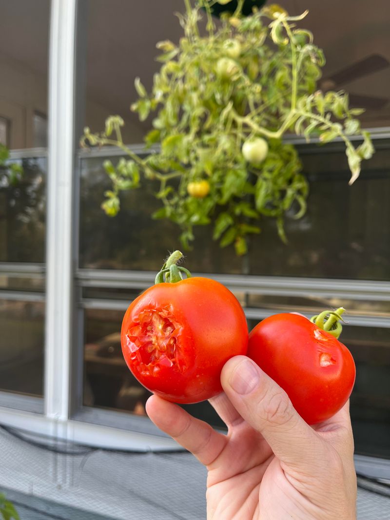 Hang Entire Plants Upside Down