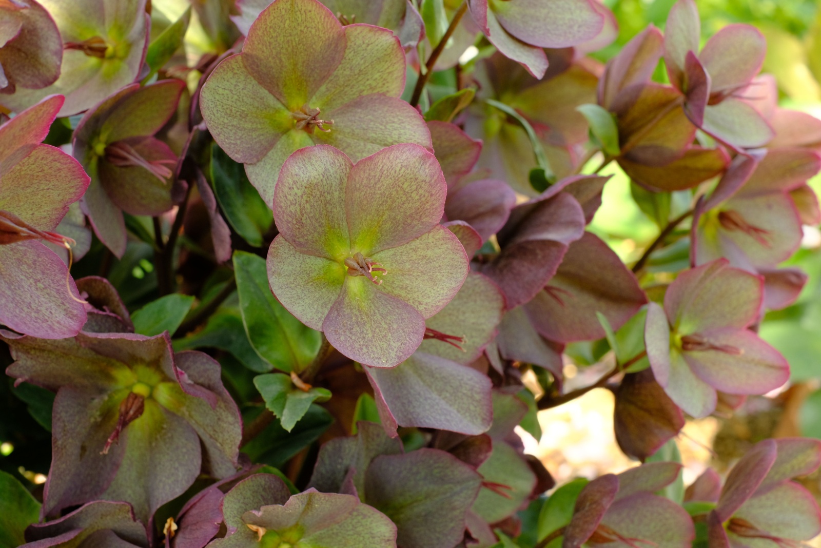 Try This Plant As A Hosta Alternative In Kentucky
