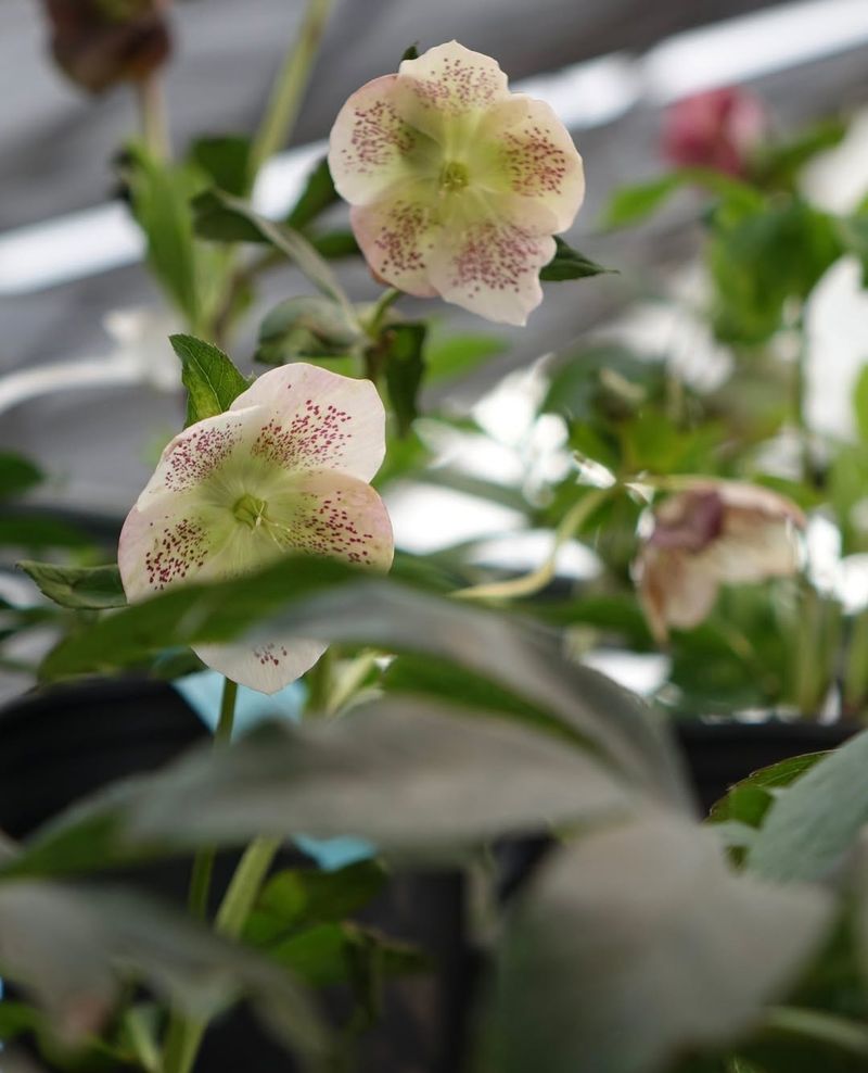 Blooms Arrive When Gardens Need Them Most