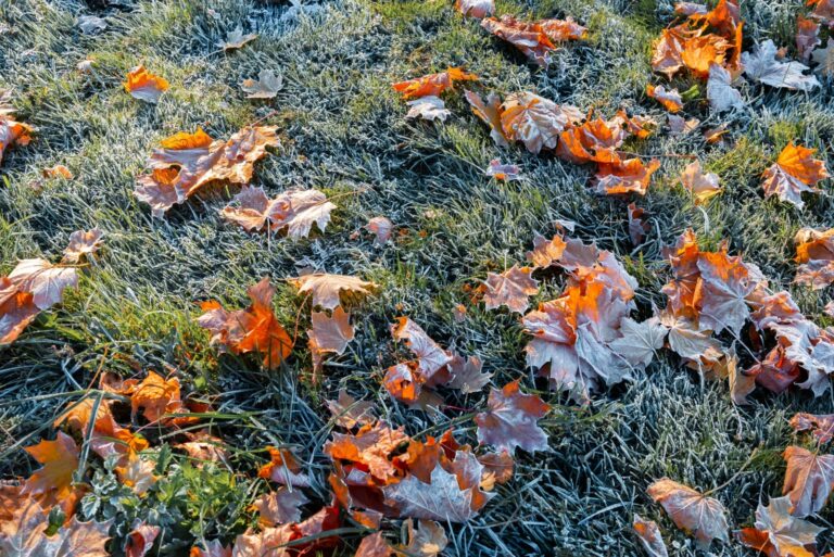First morning frost on green grass and dry fallen maple leaves