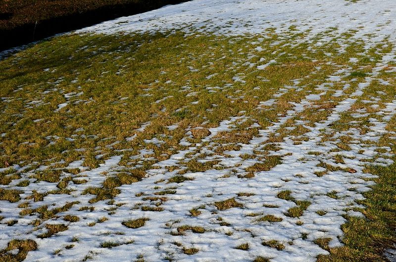 Prevents Snow Mold And Fungal Diseases
