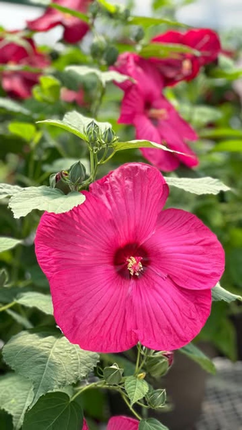 Extended Blooming Period Provides Reliable Food Source