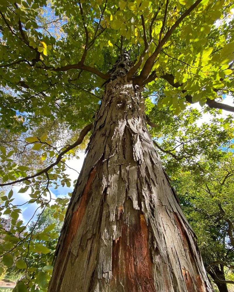 Shagbark Hickory