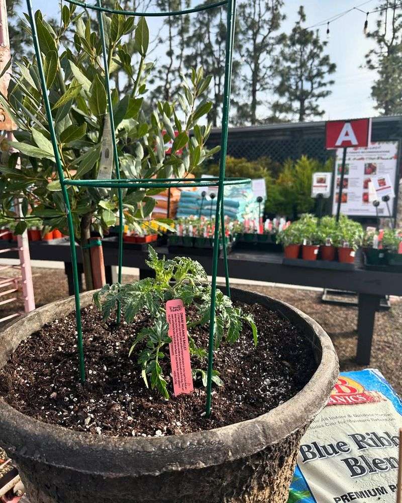 Balcony Magic Hybrid