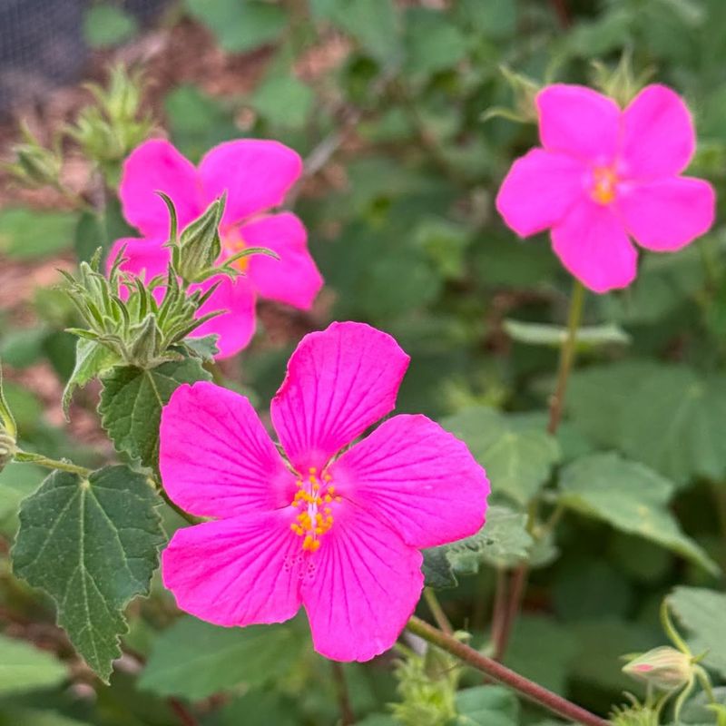 Rock Rose