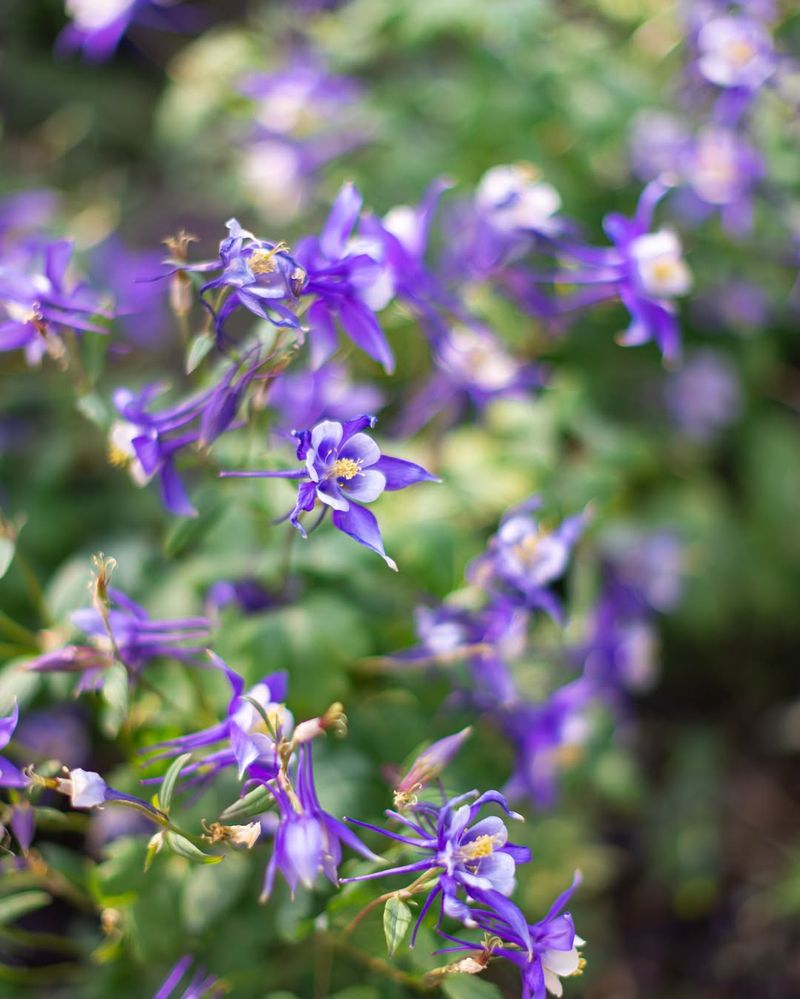 Columbine