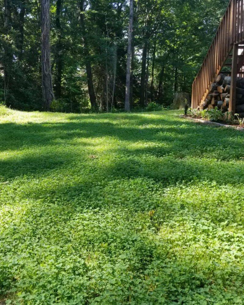 Traditional Turf Lawns
