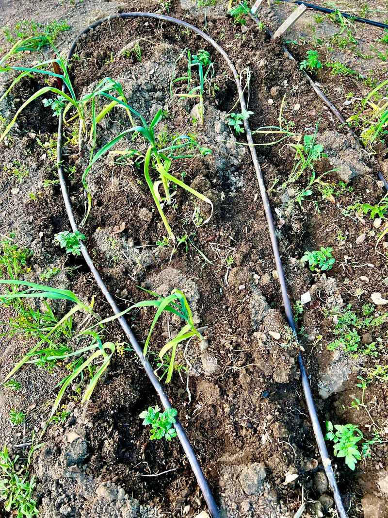 In Heavy Clay Soil Without Amendment