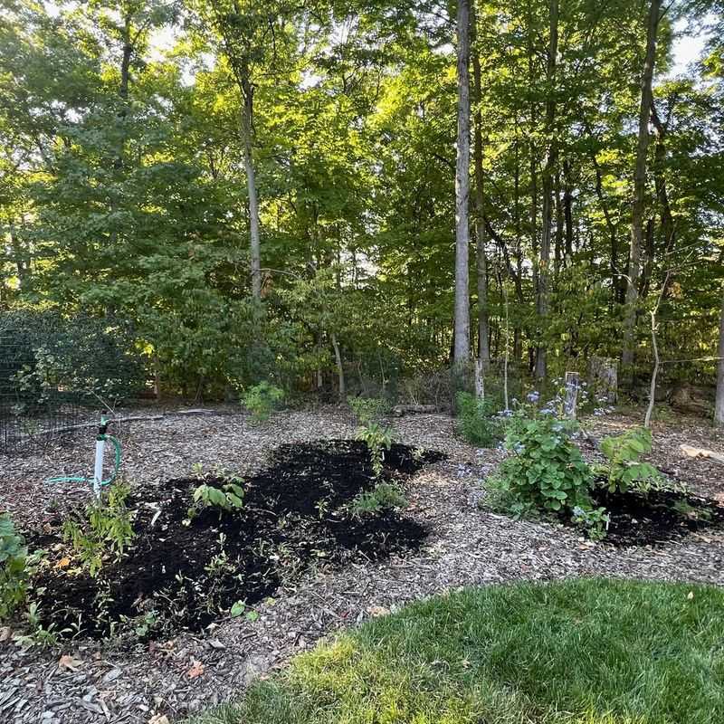 In Heavy Shade Areas