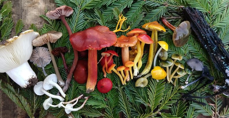 Connect With Local Mycology Groups And Experts