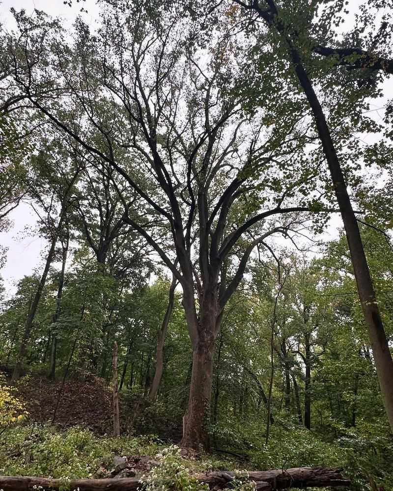 Tree Height Provides Safe Foraging Territory