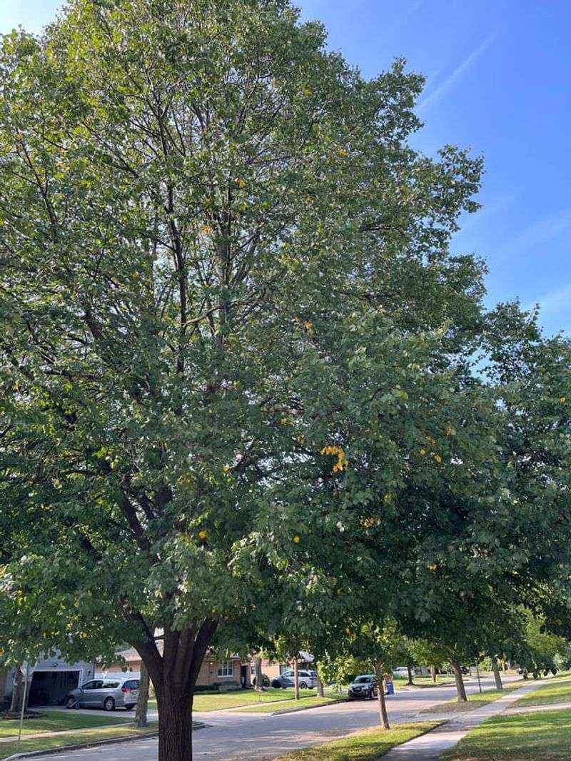 Extended Bloom Time Spans Several Weeks