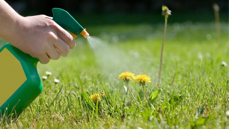 Post-Emergent Treatments Work Best On Mild Winter Days
