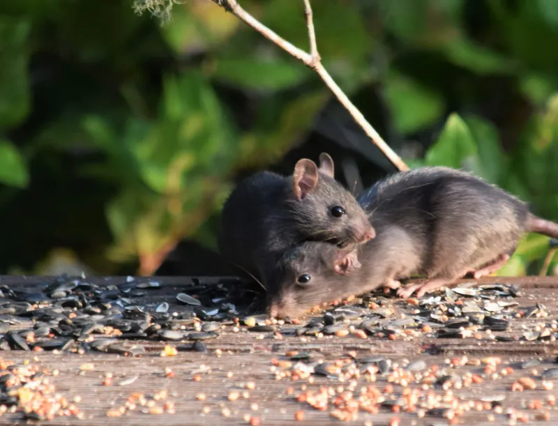 Missing Rodents And Small Animals