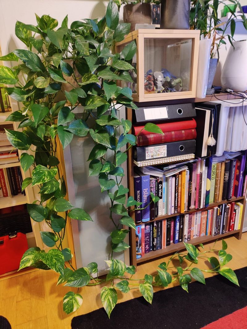 Trailing Pothos Varieties Perfect For Shelves