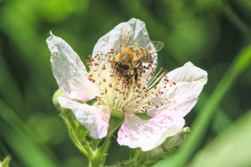 Invasive Plant Species Offer Poor Nutrition