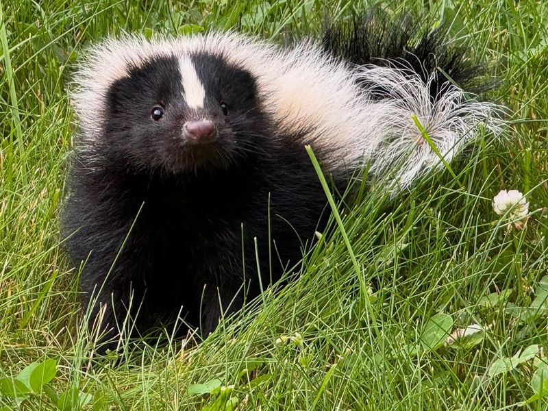 Skunks And Their Lawn Foraging