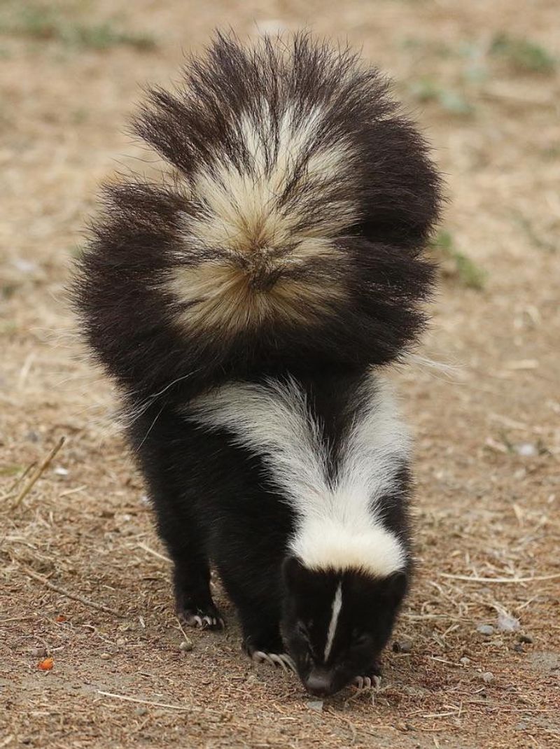 Skunks Foraging On Lawns