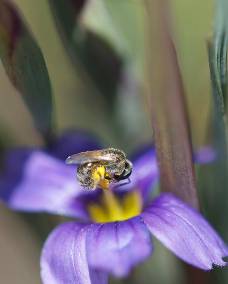 Invasive Species Compete For Resources