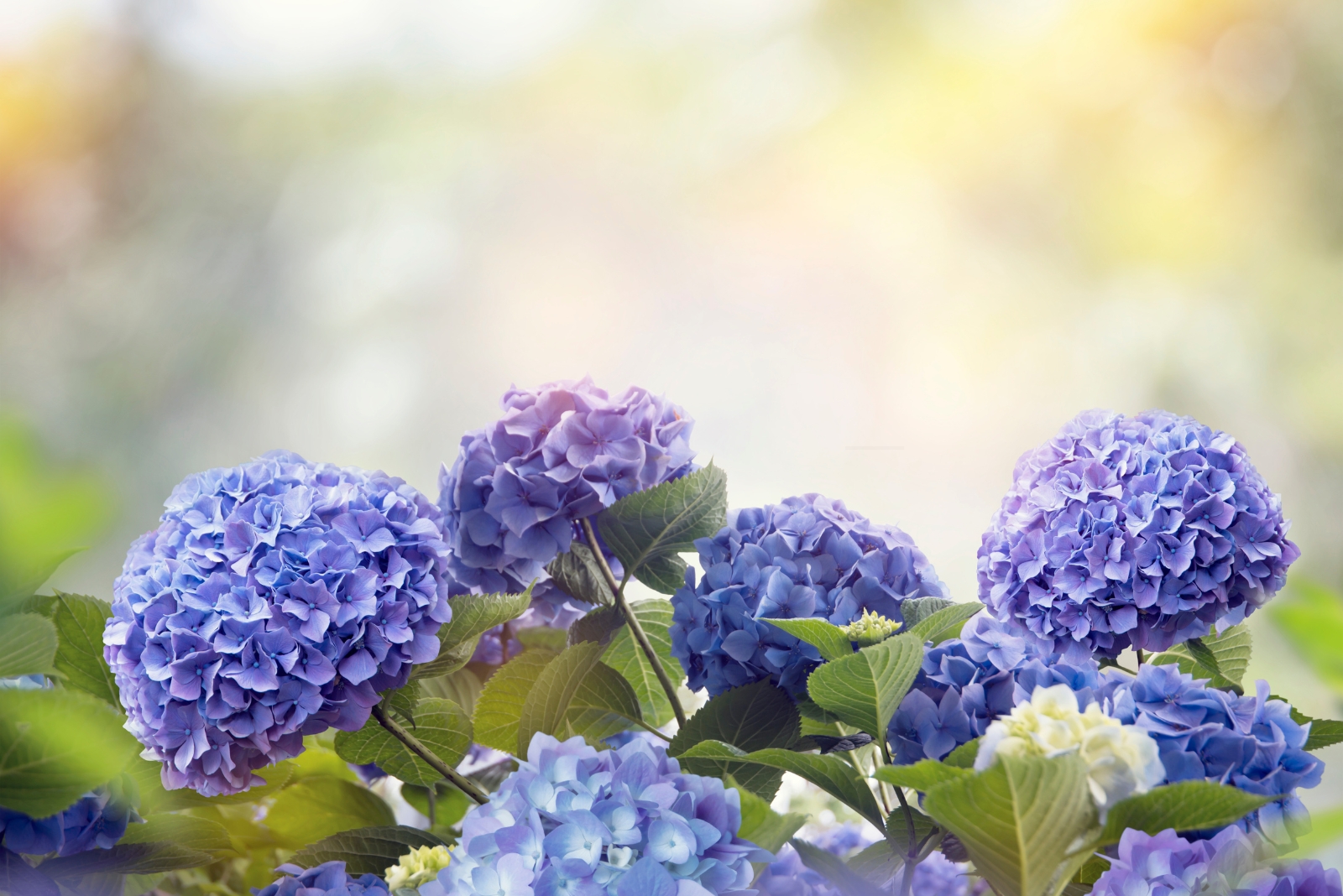 Urgent Task Ohio Gardeners Need To Do For Their Hydrangeas Right Now