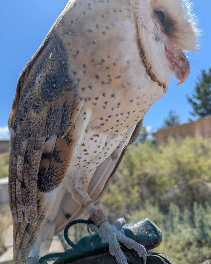 Encourage Natural Predators To Visit