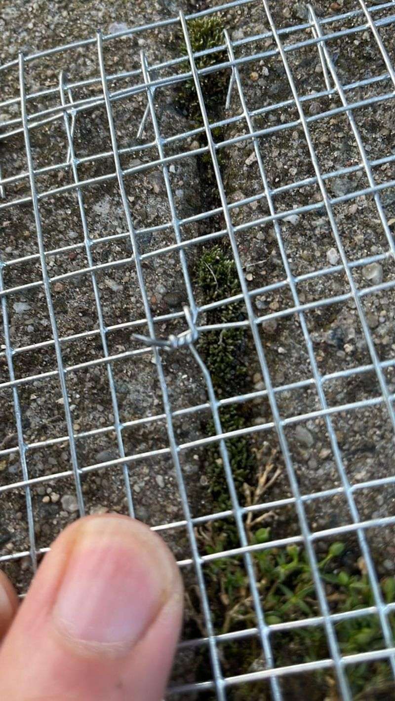 Install Underground Wire Mesh Barriers