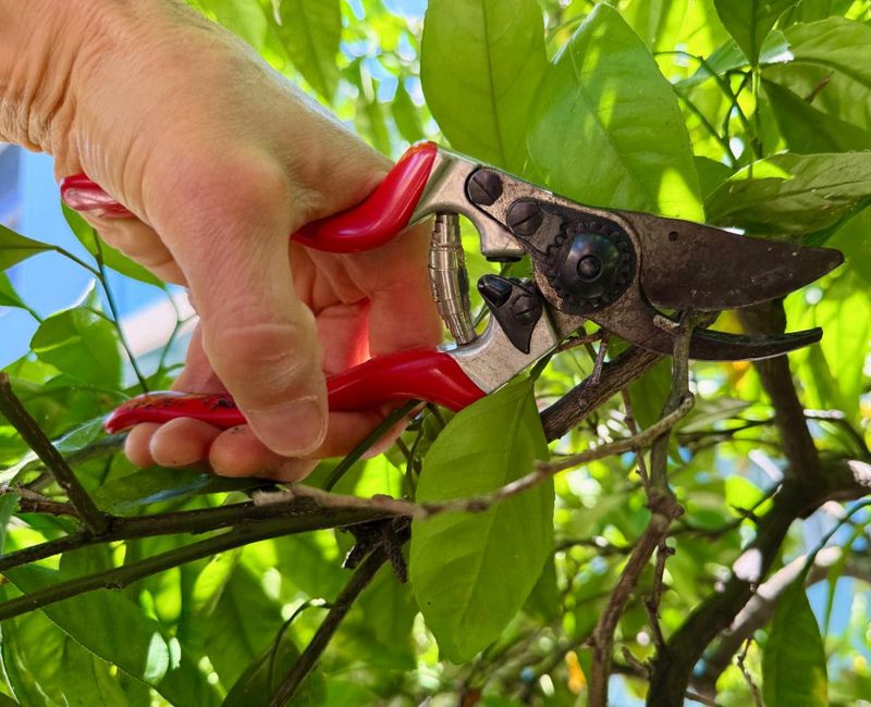 Prune And Destroy Heavily Infested Branches