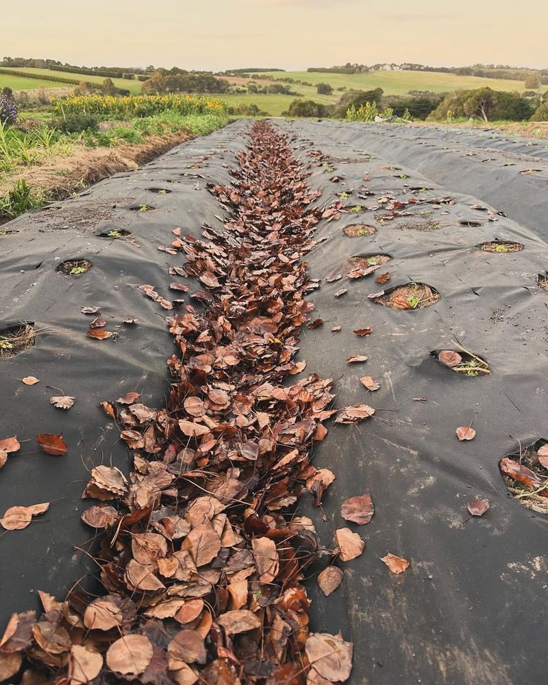 Collect Leaves For Local Farms