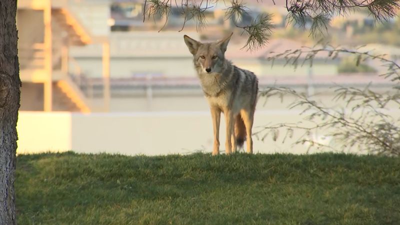 Throw Objects Near The Coyote Without Hitting It