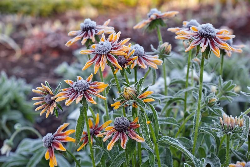 Avoid Fertilizing In Late Summer And Fall