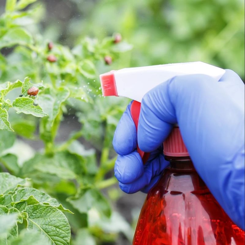 Monitor Your Plants Regularly For Problems