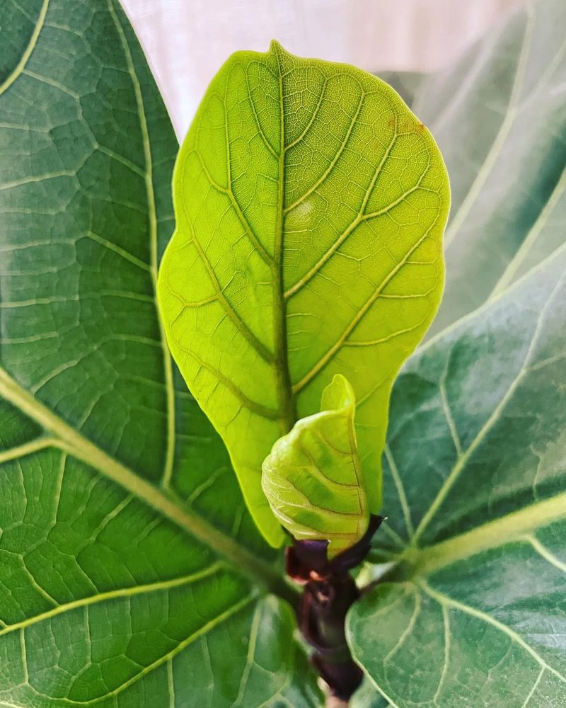 Reduce Watering During Winter Months