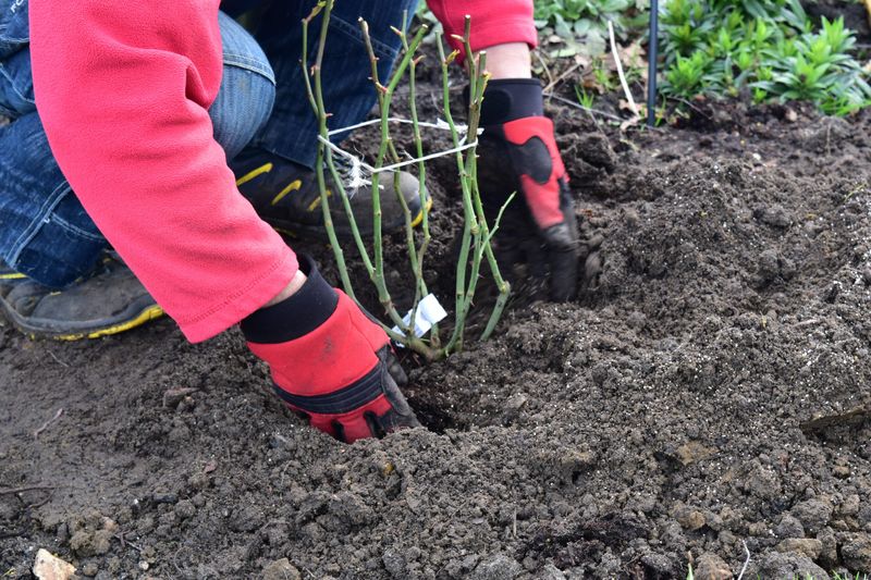 Firm The Soil Regularly