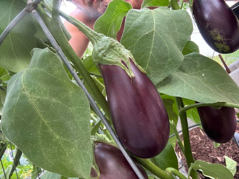 Don't Wait For Color Changes On Purple Varieties